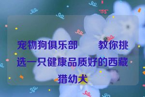 宠物狗俱乐部――教你挑选一只健康品质好的西藏猎幼犬