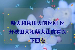 柴犬和秋田犬的区别 区分秋田犬和柴犬注意看以下四点