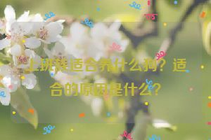 上班族适合养什么狗？适合的原因是什么？