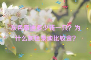 灰色泰迪多少钱一只？为什么灰色泰迪比较贵？