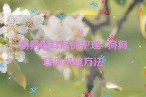 狗狗剪耳后的护理- 狗狗耳朵护理方法
