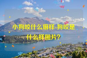 小狗咬什么磨样-狗咬是什么样图片？