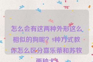 怎么会有这两种外形这么相似的狗呢？9种方式教你怎么区分喜乐蒂和苏牧两种犬！