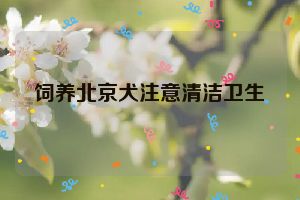 饲养北京犬注意清洁卫生