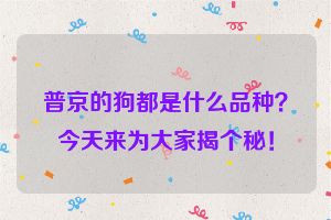 普京的狗都是什么品种？今天来为大家揭个秘！