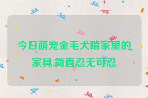今日萌宠金毛犬啃家里的家具,简直忍无可忍
