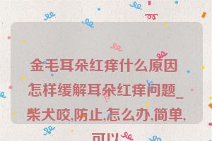 金毛耳朵红痒什么原因 怎样缓解耳朵红痒问题_柴犬咬,防止,怎么办,简单,可以