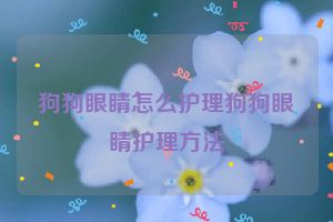 狗狗眼睛怎么护理狗狗眼睛护理方法