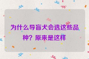 为什么导盲犬会选这些品种？原来是这样