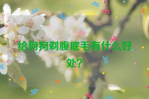 给狗狗剃腹底毛有什么好处？