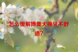 怎么缓解博美犬换牙不舒适？