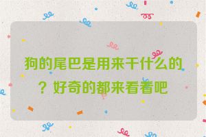 狗的尾巴是用来干什么的？好奇的都来看看吧