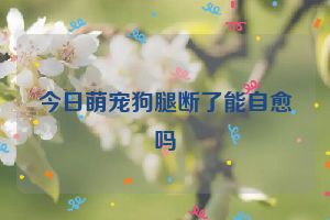 今日萌宠狗腿断了能自愈吗