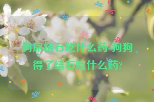 狗尿结石吃什么药-狗狗得了结石吃什么药?