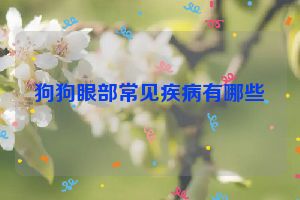 狗狗眼部常见疾病有哪些