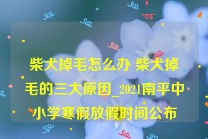 柴犬掉毛怎么办 柴犬掉毛的三大原因_2021南平中小学寒假放假时间公布