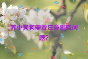 养小狗狗需要注意哪些问题？