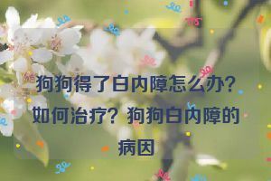 狗狗得了白内障怎么办？如何治疗？狗狗白内障的病因