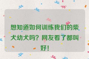 想知道如何训练我们的柴犬幼犬吗？网友看了都叫好！