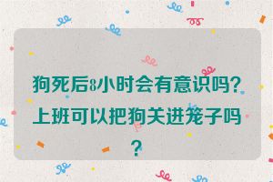 狗死后8小时会有意识吗？上班可以把狗关进笼子吗？