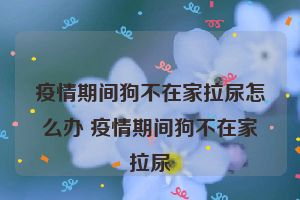 疫情期间狗不在家拉尿怎么办 疫情期间狗不在家拉尿