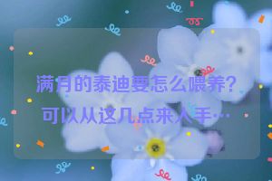 满月的泰迪要怎么喂养？可以从这几点来入手…