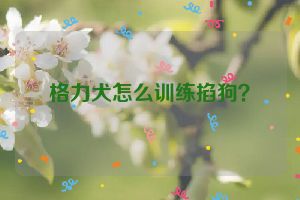 格力犬怎么训练掐狗？