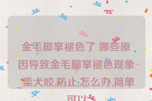 金毛脚掌褪色了 哪些原因导致金毛脚掌褪色现象_柴犬咬,防止,怎么办,简单,可以