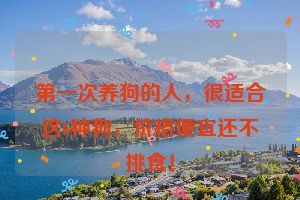 第一次养狗的人，很适合这6种狗，价格便宜还不挑食！