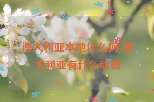 澳大利亚本地什么狗-澳大利亚有什么动物