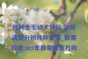 纯种金毛幼犬特征 如何清楚分辨纯种金毛_股票投资,2021年股票投资方向