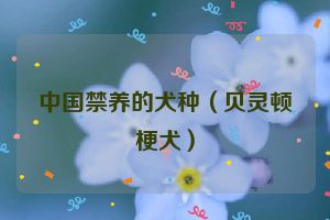 中国禁养的犬种（贝灵顿梗犬）