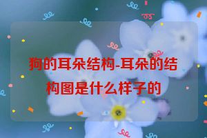 狗的耳朵结构-耳朵的结构图是什么样子的