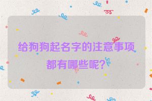 给狗狗起名字的注意事项都有哪些呢？