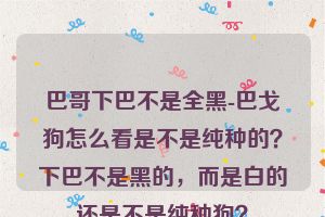 巴哥下巴不是全黑-巴戈狗怎么看是不是纯种的？下巴不是黑的，而是白的还是不是纯种狗？