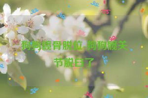 狗狗髋骨脱位-狗狗髋关节脱臼了