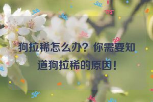 狗拉稀怎么办？你需要知道狗拉稀的原因！