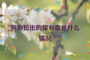 狗狗拉出的屎有血是什么情况