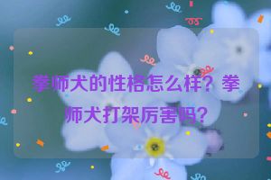 拳师犬的性格怎么样？拳师犬打架厉害吗？