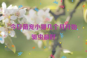 今日萌宠小猫几个月开始驱虫最好