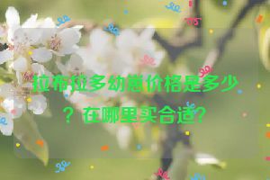 拉布拉多幼崽价格是多少？在哪里买合适？