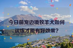 今日萌宠边境牧羊犬如何训练才能有好效果？