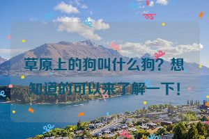 草原上的狗叫什么狗？想知道的可以来了解一下！