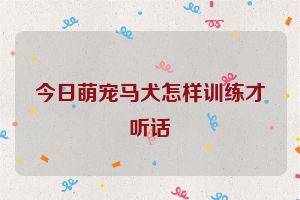 今日萌宠马犬怎样训练才听话