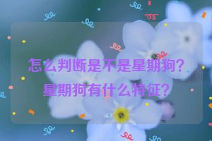 怎么判断是不是星期狗？星期狗有什么特征？