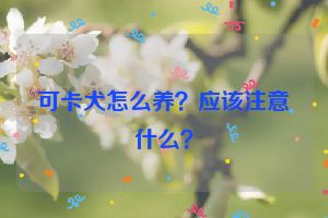 可卡犬怎么养？应该注意什么？