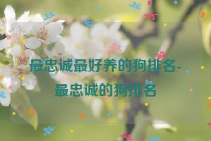 最忠诚最好养的狗排名-最忠诚的狗排名