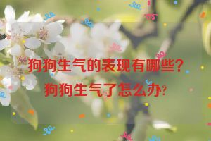 狗狗生气的表现有哪些？狗狗生气了怎么办?