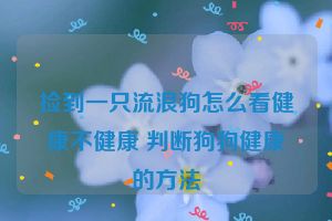 捡到一只流浪狗怎么看健康不健康 判断狗狗健康的方法