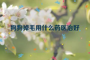 狗狗掉毛用什么药医治好